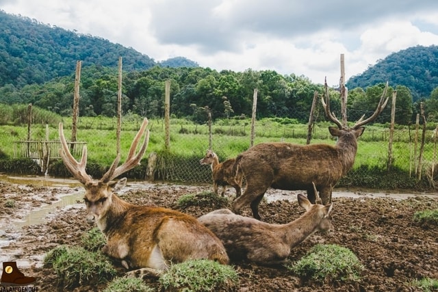 Liburan rasa traveling ke luar negeri: Ranca Upas bisa jadi solusi!
